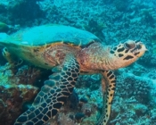Hawksbill turtle foraging on coral reef, Maska Reef, North Male atoll, Maldives. Image.