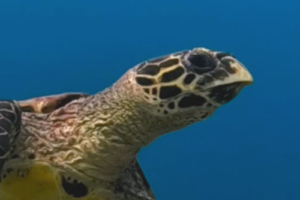 Jessica, hawksbill, adopted Hawksbill turtle, Bodu Gaafaru, North Male Atoll, Maldives. Image.