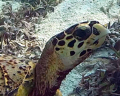Hawksbill turtle, Cocoon South Lagoon, Lhaviyani Atoll, Maldives. Image.