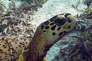 Fineas, hawksbill, adopted by Ellie Hawksbill turtle, Cocoon South Lagoon, Lhaviyani Atoll, Maldives. Image.