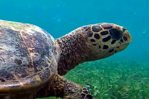 Kind Alex, hawksbill, adopted by Angus for Alex Hawksbill turtle in seagrass meadow, Cocoon Corner, Lhaviyani Atoll, Maldives. Image.