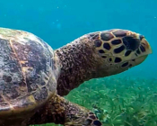 Hawksbill turtle in seagrass meadow, Cocoon Corner, Lhaviyani Atoll, Maldives. Image.
