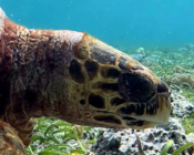 Hawksbill, turtle foraging seagrass in Cocoon South Lagoon, Lhaviyani Atoll, Maldives. Image.