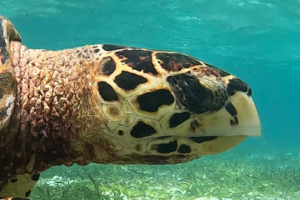 Mattia, hawksbill, adopted by Fabienne Perret for Mattia Hawksbill turtle, Cocoon Corner, Lhaviyani atoll, Maldives. Image.