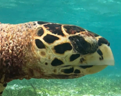 Hawksbill turtle, Cocoon Corner, Lhaviyani atoll, Maldives. Image.