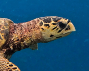 Hawksbill turtle in the blue, Cocoon South Lagoon, Lhaviyani Atoll, Maldives. Image.