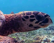Hawksbill turtle, Cocoon Corner, Lhaviyani Atoll, Maldives. Image.