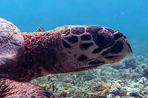 Chelita, hawksbill, adopted by Angelina Geymonat Hawksbill turtle, Cocoon Corner, Lhaviyani Atoll, Maldives. Image.