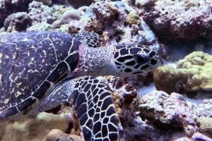 Aki, hawksbill, adopted by Ali Hawksbill turtle swimming along a reef, Peak, Lhaviyani Atoll, Maldives. Image.