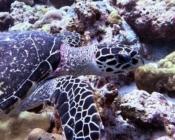 Hawksbill turtle swimming along a reef, Peak, Lhaviyani Atoll, Maldives. Image.