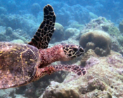 Hawksbill turtle, Kuredu Caves, Lhaviyani atoll, Maldives. Image.