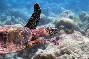 Rebekka, hawksbill, adopted by Dorothea Wolf for Carolin Hawksbill turtle, Kuredu Caves, Lhaviyani atoll, Maldives. Image.