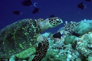 Shelly the turtle with a melody, adopted by Alex Wald for Melody Hawksbill turtle swimming along coral reef, Kanuhura Outreef, Lhaviyani atoll, Maldives. Image.