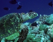 Hawksbill turtle swimming along coral reef, Kanuhura Outreef, Lhaviyani atoll, Maldives. Image.