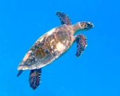 Hawksbill turtle swimming in the blue, Bodu Hithi Turtle Point, North Male, Maldives. Image.