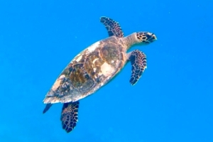 Trevor, hawksbill, adopted by Elizabeth Hawksbill turtle swimming in the blue, Bodu Hithi Turtle Point, North Male, Maldives. Image.