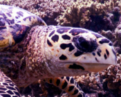 Hawksbill turtle looking at camera, Sengeli House Reef, North Malé Atoll, Maldives. Image.