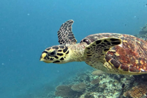 Tater Tot, hawksbill, adopted by Erica for Claire Hawksbill turtle swimming, Madivaru Beyru, North Male Atoll, Maldives. Image.