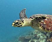 Hawksbill turtle swimming, Madivaru Beyru, North Male Atoll, Maldives. Image.