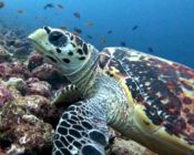 Hawksbill turtle on a coral reef, Bodu Hithi Thila, North Male Atoll, Maldives. Image.
