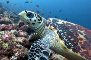Timothy, hawksbill, adopted by Jonathan James Hawksbill turtle on a coral reef, Bodu Hithi Thila, North Male Atoll, Maldives. Image.