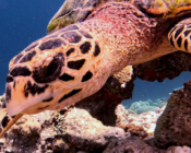 Hawksbill turtle looking at the camera, OBLU Sangeli House Reef, North Male Atoll, Maldives. Image.