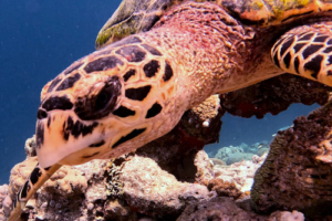 James, hawksbill, adopted by Andy for James Hawksbill turtle looking at the camera, OBLU Sangeli House Reef, North Male Atoll, Maldives. Image.