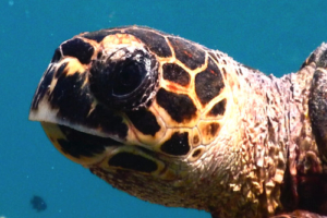 Bella, hawksbill, adopted by Benjamin for Lexi Hawksbill turtle face, Bodu Hithi House Reef, North Male, Maldives. Image.