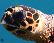 Hawksbill turtle face, Bodu Hithi House Reef, North Male, Maldives. Image.