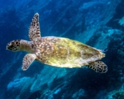 Hawksbill turtle swimming, Coral Garden, South Malé Atoll, Maldives. Image.