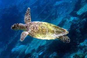 Tao, hawksbill, adopted Hawksbill turtle swimming, Coral Garden, South Malé Atoll, Maldives. Image.