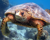 Hawksbill, Komandoo, Lhaviyani Atoll, Maldives.. Image.