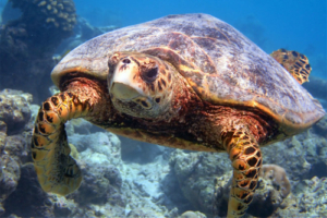 Sayilikan, hawksbill, adopted for Özge by İsin Hawksbill, Komandoo, Lhaviyani Atoll, Maldives.. Image.