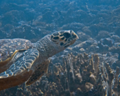 Hawksbill turtle, Kurethi, Laamu atoll, Maldives. Image.