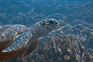 Ubuntu, hawksbill, adopted by Debbie Lawrence Hawksbill turtle, Kurethi, Laamu atoll, Maldives. Image.