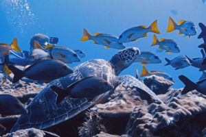 Herbert, green, adopted for Marcel. Adopted turtle in the Maldives. Image