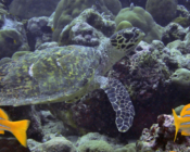 Hawksbill turtle, Kukulhu, Lhviyani Atoll, Maldives. Image.