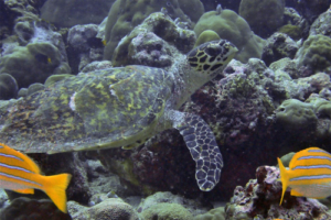 Zesta, hawksbill, adopted for Zoe by Simon Freakes. Hawksbill turtle, Kukulhu, Lhviyani Atoll, Maldives. Image.