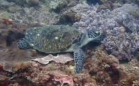 Bahati Moti, green turtle, adopted for Sheena by Sahya Green turtle with barnacle, Kisima Mungu Reef, Diani, Kenya. Image.