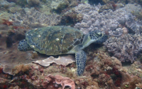 Bahati Moti, green turtle, adopted for Sheena by Sahya Green turtle with barnacle, Kisima Mungu Reef, Diani, Kenya. Image.