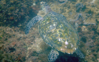 Bob, hawksbill, adopted by Babluv & Bob. Hawksbill turtle, Kisima Mungu, Diani, Kenya. Image.