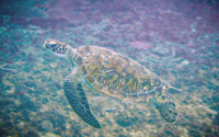 Bubbles, green turtle, adopted for Linda Green turtle swimming over reef, Galu. Diani, Kenya. Image,
