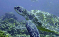 Cheech, green turtle, adopted by Alan Thomas Joshy. Green turtle, Galu reef, Diani, Kenya. Image.