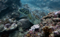 Tumaini, green turtle, adopted for Dave by Sabrina Green turtle on reef, Galu Reef, Diani, Kenya. Image.