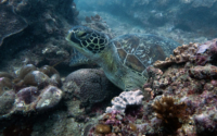Tumaini, green turtle, adopted for Dave by Sabrina Green turtle on reef, Galu Reef, Diani, Kenya. Image.