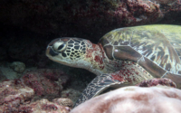 Bondie, green turtle, adopted by Jonathan Adopted green turtle, Kenya. Image.