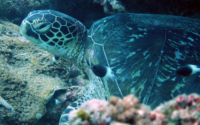 Tilly, green turtle, adopted by Simon Stevenson Green turtle, Mwanamochi Reef, Diani Beach, Kenya. Image.