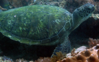 Aysha, green turtle, adopted by Aysha Lilani for Alya Green turtle, Galu Reef, Diani Beach, Kenya. Image.