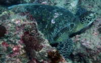 Bwana, green turtle, adopted by Bastian Thomas Green turtle, Galu, Diani Beach, Kenya