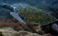 Timme, green turtle, adopted for Timme by Rutger Verhage Green turtle, Mwanamochi Reef, Diani Beach, Kenya. Image.